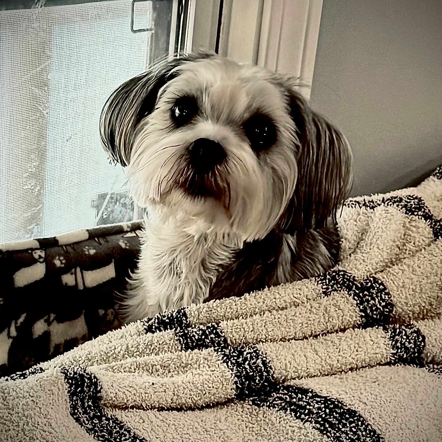 Ollie is registered to the contest to win money with this photo: animal, blanket, comfort, companion, cozy, cute, dog, domestic, fluffy, friendly, fur, home, indoor, looking_up, pet, portrait, resting, snuggle, soft_texture, window