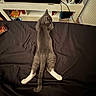 Simba participe au concours pour gagner de l'argent avec cette photo : cat, gray_cat, white_paws, bed, black_bedspread, television, text_overlay, furniture, mug, snacks, shelf, cables, indoor, relaxed, pet, animal, home, electronics, floor, radiator