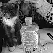 Simba a rejoint le concours — aidez-le/la à gagner de superbes lots ! kitten, cat, animal, feline, bottle, liquid_soap, sanitizer, fuzzy_clothing, leopard_print, phone, hand, table, indoor, closeup, curious, pet, whiskers, fur, paw, black_and_white