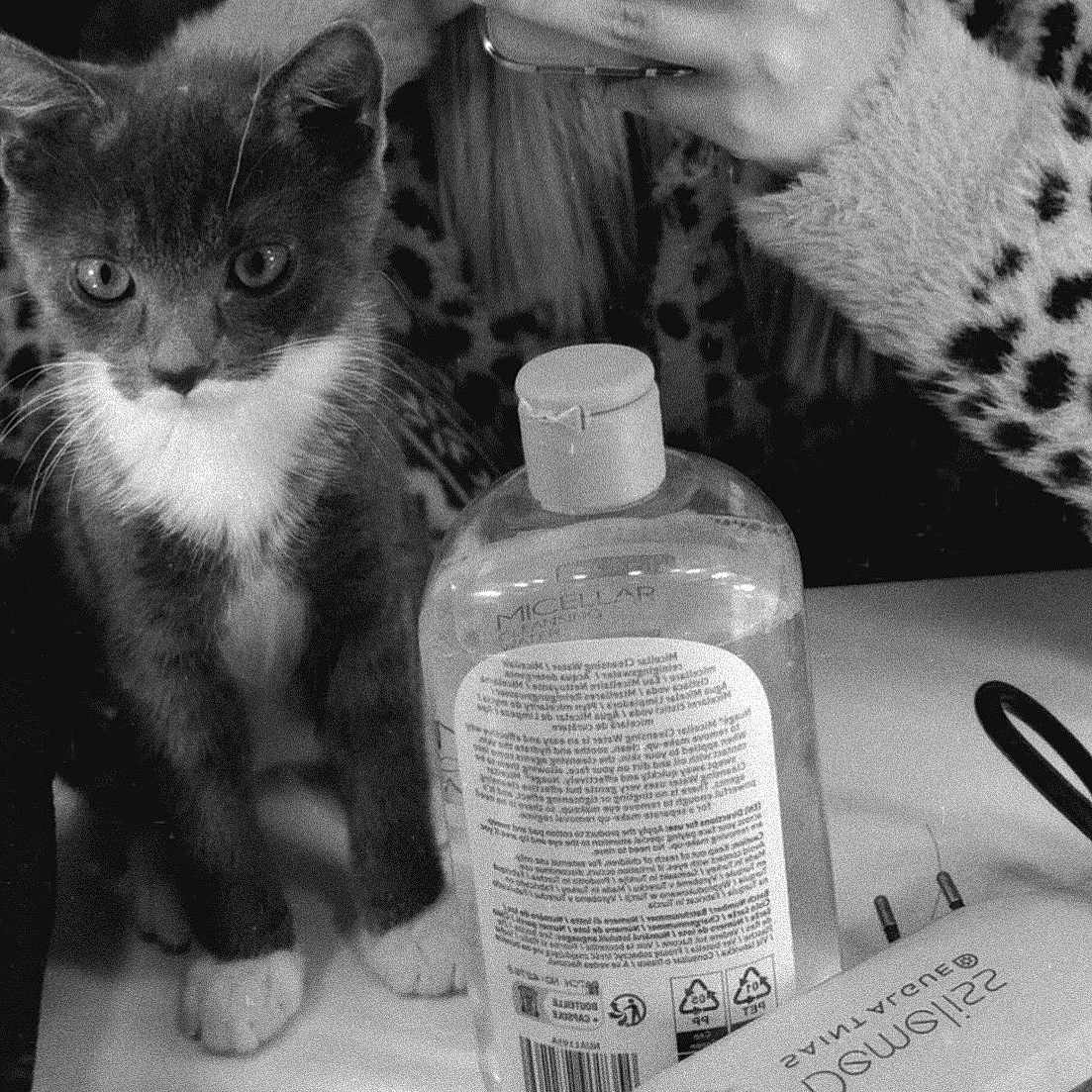 Simba a rejoint le concours — aidez-le/la à gagner de superbes lots ! kitten, cat, animal, feline, bottle, liquid_soap, sanitizer, fuzzy_clothing, leopard_print, phone, hand, table, indoor, closeup, curious, pet, whiskers, fur, paw, black_and_white