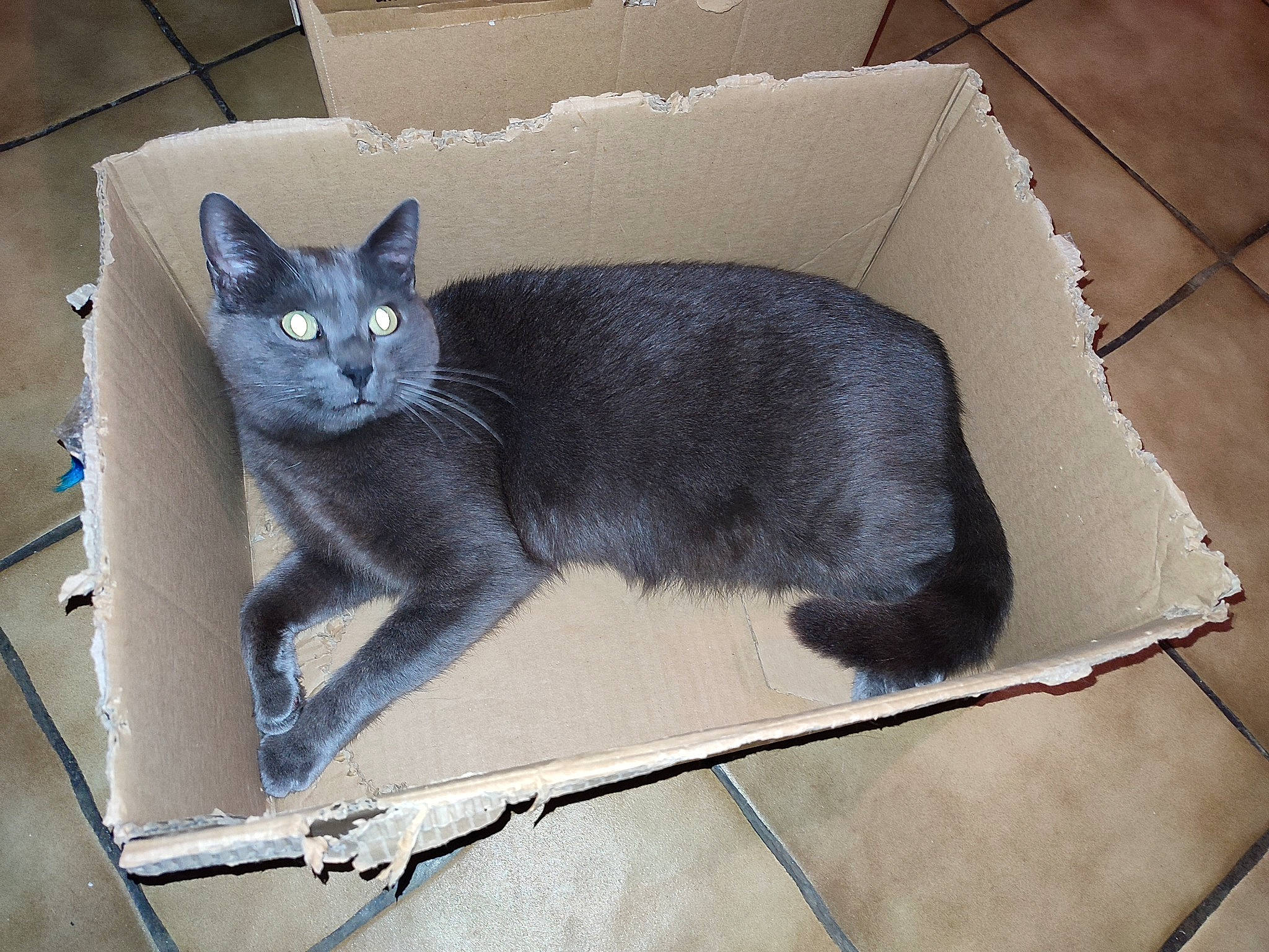 Loki a rejoint le concours — aidez-le/la à gagner de superbes lots ! black_cat, box, carnivore, cat, cat_supply, comfort, couch, domestic_short_haired_cat, felidae, flooring, fur, grey, rectangle, russian_blue, sitting, small_to_medium_sized_cats, snout, tail, whiskers, window