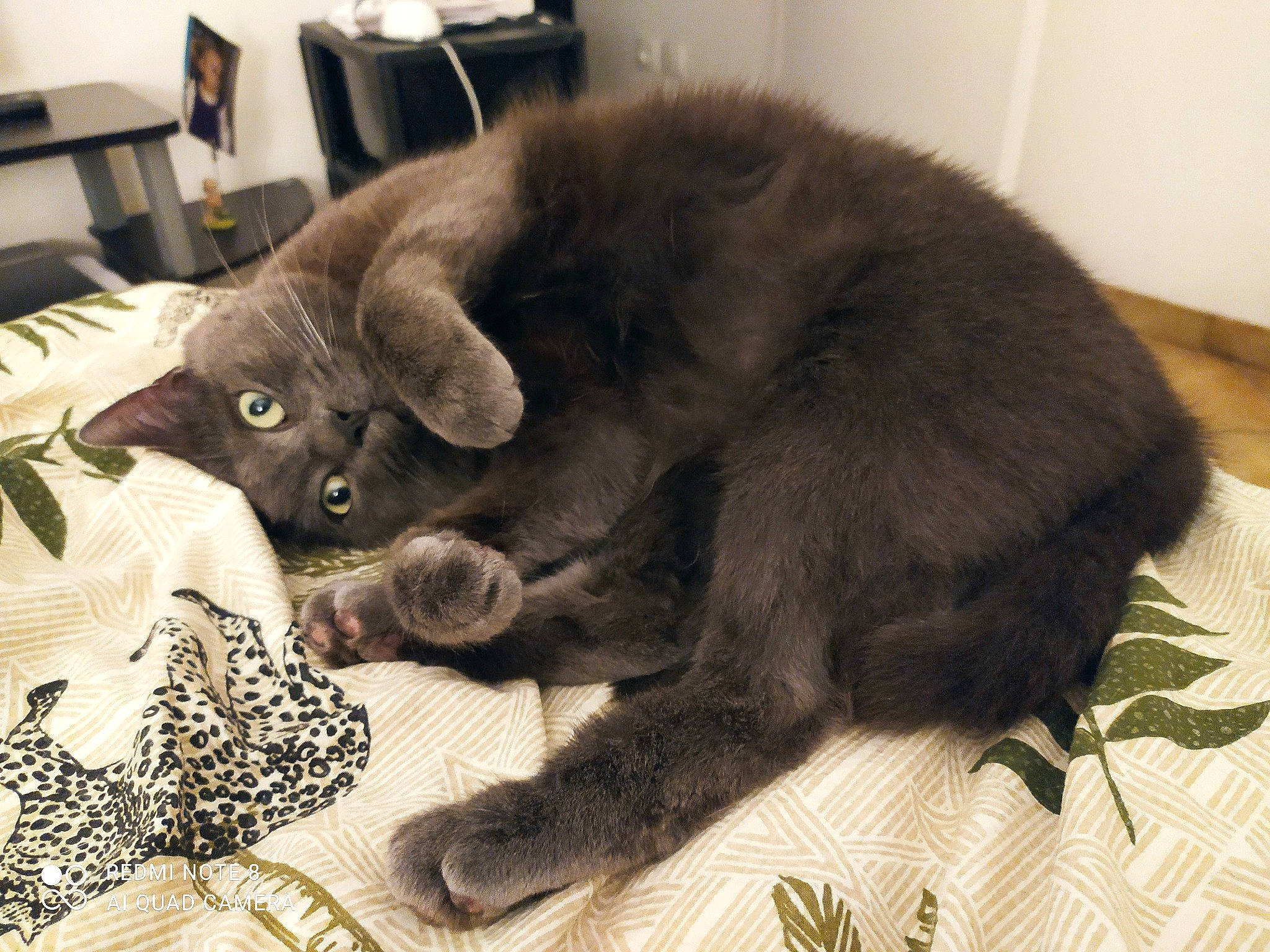 Loki a rejoint le concours — aidez-le/la à gagner de superbes lots ! black_cat, bombay, carnivore, cat, chair, claw, comfort, domestic_short_haired_cat, felidae, fur, linens, nap, paw, russian_blue, small_to_medium_sized_cats, snout, tail, terrestrial_animal, whiskers