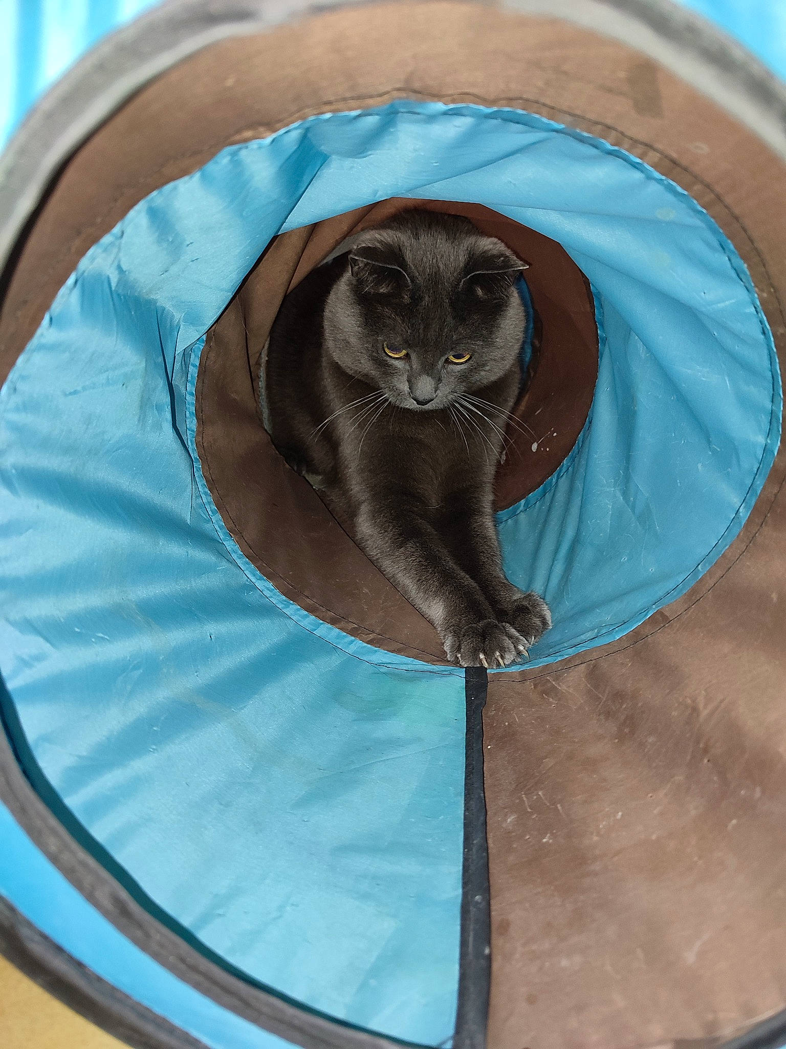 Loki participe au concours pour gagner de l'argent avec cette photo : art, automotive_tire, blue, carnivore, cat, cat_bed, cat_supply, circle, comfort, domestic_short_haired_cat, door, electric_blue, fashion_accessory, felidae, fur, russian_blue, small_to_medium_sized_cats, snout, terrestrial_animal, whiskers