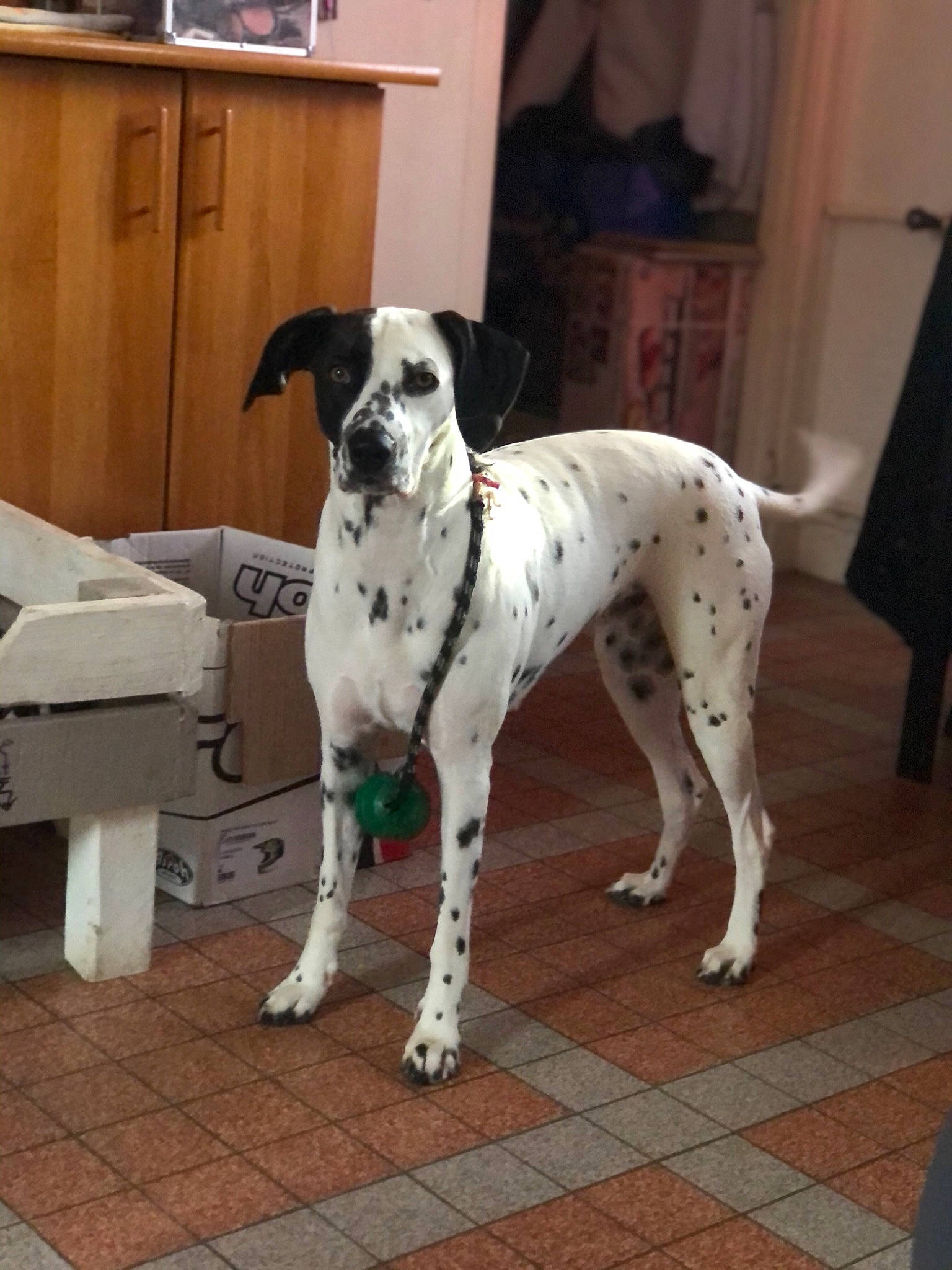 Orea a rejoint le concours — aidez-le/la à gagner de superbes lots ! cabinetry, canidae, carnivore, collar, companion_dog, cupboard, curtain, dog, dog_breed, dog_collar, dog_supply, fawn, flooring, non_sporting_group, pet_supply, snout, sporting_group, tail, working_animal, working_dog