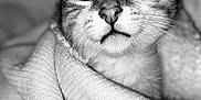 Ruby participe au concours pour gagner de l'argent avec cette photo : cat, kitten, blanket, cozy, fur, closeup, black_and_white, cute, pet, animal, texture, snug, indoor, portrait, whiskers, face, eyes, soft, comfort, resting