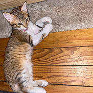 Ruby participe au concours pour gagner de l'argent avec cette photo : kitten, cat, pet, animal, floor, wooden_floor, carpet, tongue_out, fur, tabby, striped, cute, small, young, playful, resting, indoor, whiskers, paws, ears