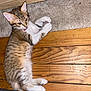 kitten, cat, pet, animal, floor, wooden_floor, carpet, tongue_out, fur, tabby, striped, cute, small, young, playful, resting, indoor, whiskers, paws, ears