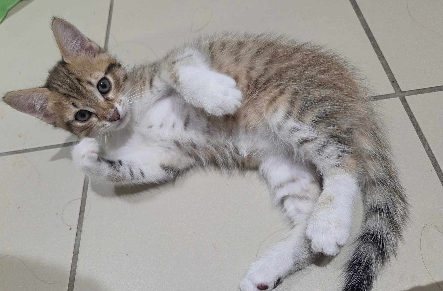 Ruby participe au concours pour gagner de l'argent avec cette photo : kitten, cat, pet, animal, feline, fur, whiskers, paws, tail, striped, spotted, cute, adorable, young, floor, tile, indoor, lying, curious, playful