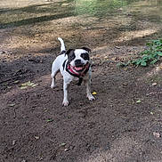 Urka a rejoint le concours — aidez-le/la à gagner de superbes lots ! animal, canine, collar, creek, daytime, dog, forest, grass, happy, leash, muddy_ground, nature, outdoor, pet, playful, small_dog, smiling, sunlight, trees, water