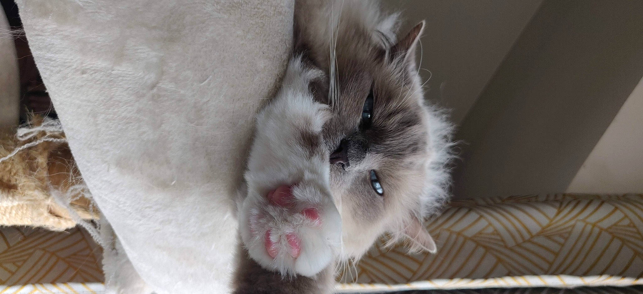 Fripouille a rejoint le concours — aidez-le/la à gagner de superbes lots ! canidae, carnivore, cat, claw, companion_dog, dog_breed, domestic_short_haired_cat, fang, fawn, felidae, fur, grey, paw, photo_caption, small_to_medium_sized_cats, snout, sporting_group, tail, terrestrial_animal, whiskers