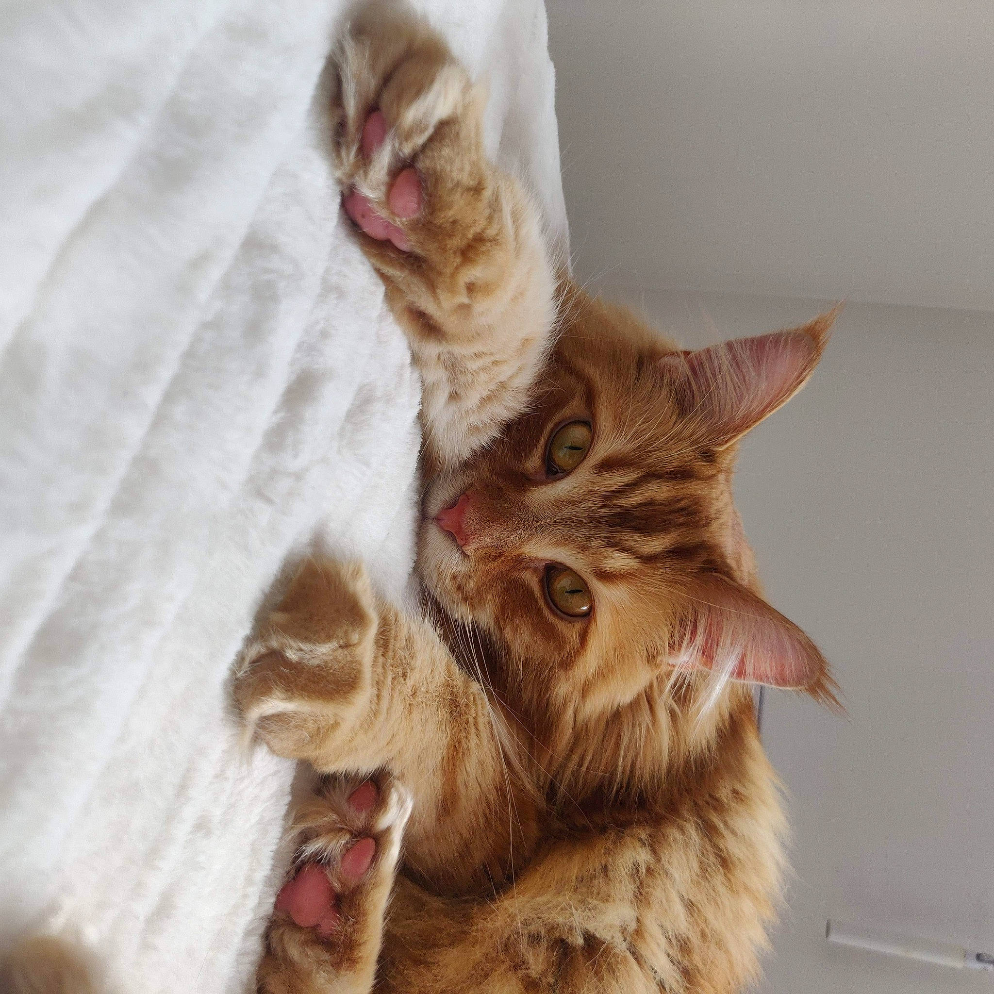 Meiko a rejoint le concours — aidez-le/la à gagner de superbes lots ! carnivore, cat, claw, comfort, domestic_short_haired_cat, ear, fawn, felidae, fur, linens, paw, peach, plant, small_to_medium_sized_cats, tail, whiskers, wood