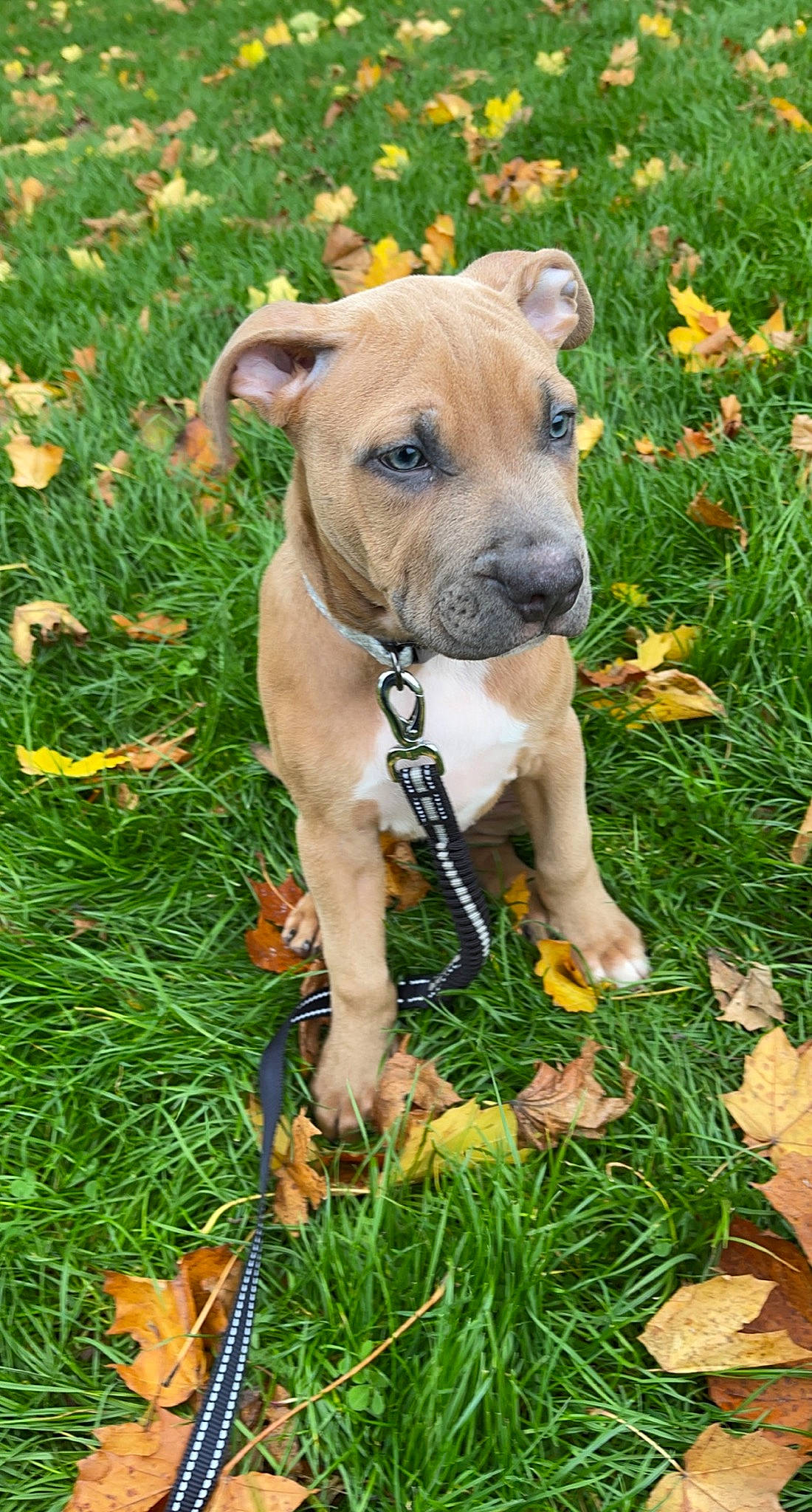 Kenzo is registered to the contest to win money with this photo: carnivore, collar, companion_dog, dog, dog_breed, dog_clothes, dog_collar, dog_supply, fawn, flower, grass, groundcover, pet_supply, plant, snout, sporting_group, terrestrial_animal, toy_dog, whiskers, working_animal