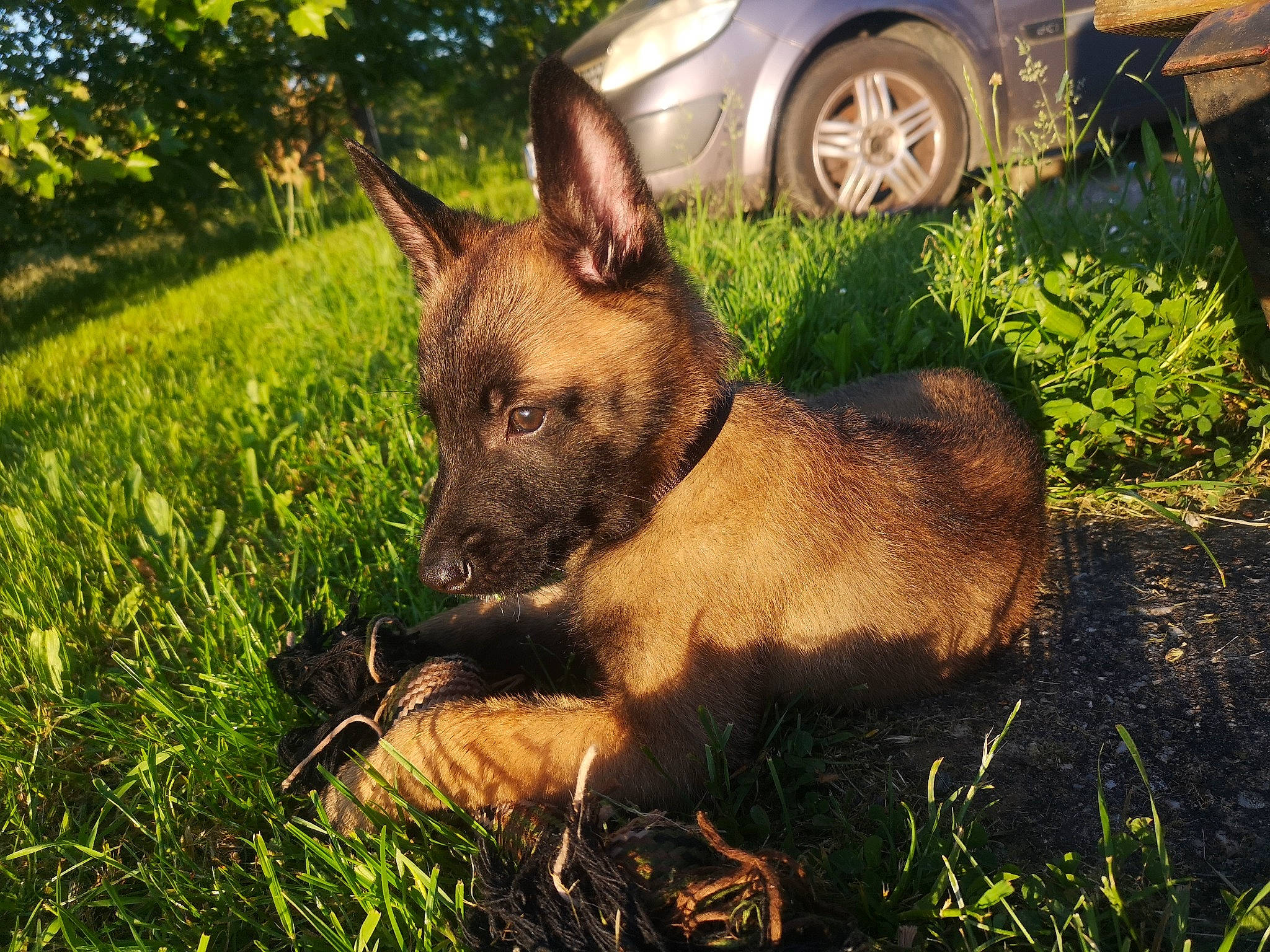 Baky participe au concours pour gagner de l'argent avec cette photo : belgian_shepherd_malinois, canidae, carnivore, dog, dog_breed, fawn, german_shepherd_dog, grass, mammal, plant, snout, vertebrate, wildlife
