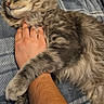 Ludo joined the competition — help win amazing prizes! animal, cat, comfort, companion, cozy, cute, feline, fluffy, fur, hand, hugging, human_arm, indoor, pet, plaid_blanket, relaxed, resting, sleeping, soft, tabby_cat