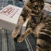 Ludo joined the competition — help win amazing prizes! animal, bedroom, blanket, bosa_donuts, cat, cozy, curious, cute, donut_box, feline, food_box, fur, gray_cat, indoor, paw, pet, plaid_blanket, resting, soft_lighting, tabby