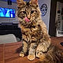 animal, architecture, bodypart, building, cat, computerhardware, electronics, furniture, hardware, hardwood, indoors, interiordesign, livingroom, monitor, mouth, pet, room, screen, tv, wood
