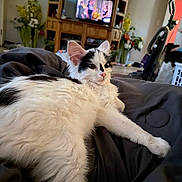 Mamas joined the competition — help win amazing prizes! kitten, cat, fluffy, white, black, pet, indoor, blanket, living_room, furniture, television, flowers, vase, vacuum_cleaner, relaxed, cozy, wooden, entertainment_center, animal, cute