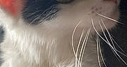 Mamas joined the competition — help win amazing prizes! animal, black, cat, close_up, curious, cute, domestic_cat, ears, feline, fluffy, fur, green_eyes, indoor, pet, portrait, side_view, soft_lighting, texture, whiskers, white