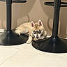 puppy, dog, husky, blue_eyes, animal, pet, lying_down, chewing, treat, bar_stools, indoor, tile_floor, home, black_furniture, cream_fur, pointed_ears, portrait, cute, resting, photography