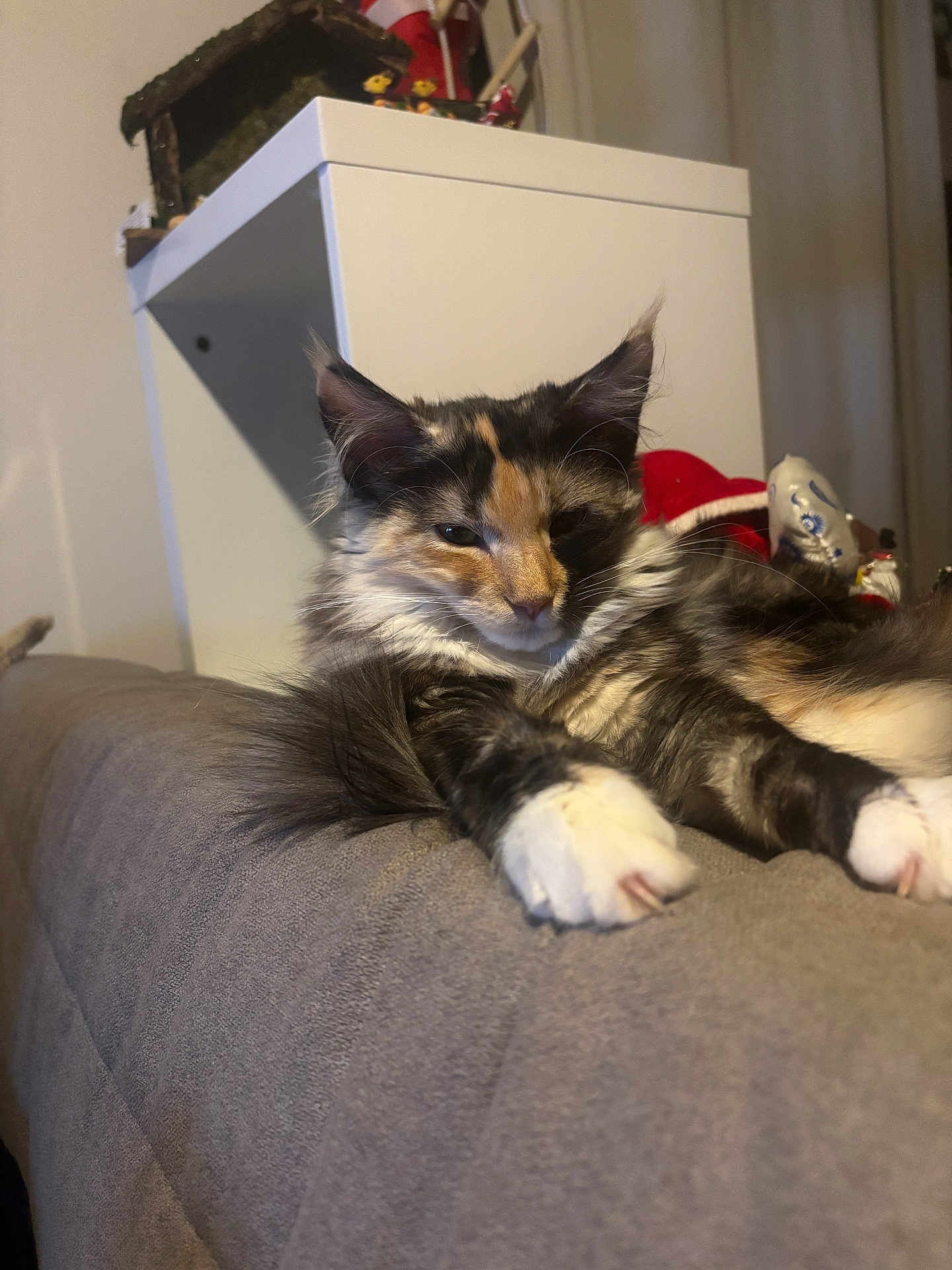 Angela a rejoint le concours — aidez-le/la à gagner de superbes lots ! cat, calico_cat, feline, long_fur, paw, whiskers, ears, couch, sofa, indoor, cozy, relaxed, sleepy, portrait, pet, domestic_animal, close_up, furniture, shelf, decoration