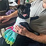dog, pug, pet, animal, tutu, clothing, man, person, indoor, happy, tongue_out, black_dog, lap, holding, casual, beard, table, chair, blurred_background, colorful