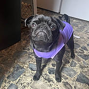 Mija joined the competition — help win amazing prizes! dog, pug, black_dog, pet, purple_shirt, floor, stone_floor, indoor, looking_up, small_dog, animal, cute, companion, domestic_animal, standing, short_hair, wrinkled_face, ears, tail, canine