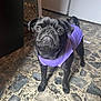 dog, pug, black_dog, pet, purple_shirt, floor, stone_floor, indoor, looking_up, small_dog, animal, cute, companion, domestic_animal, standing, short_hair, wrinkled_face, ears, tail, canine