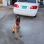 Lexus is registered to the contest to win money with this photo: dog, german_shepherd, sitting, tongue_out, concrete, driveway, car, white_car, license_plate, new_mexico, garage, bicycle, house, outdoor, pet, animal, collar, daylight, shadow, vehicle