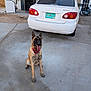 dog, german_shepherd, sitting, tongue_out, concrete, driveway, car, white_car, license_plate, new_mexico, garage, bicycle, house, outdoor, pet, animal, collar, daylight, shadow, vehicle