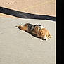 dog, beagle, puppy, sleeping, concrete, outdoor, sunlight, shadow, dirt, patio, animal, pet, resting, brown, white, black, ears, canine, laying, quiet
