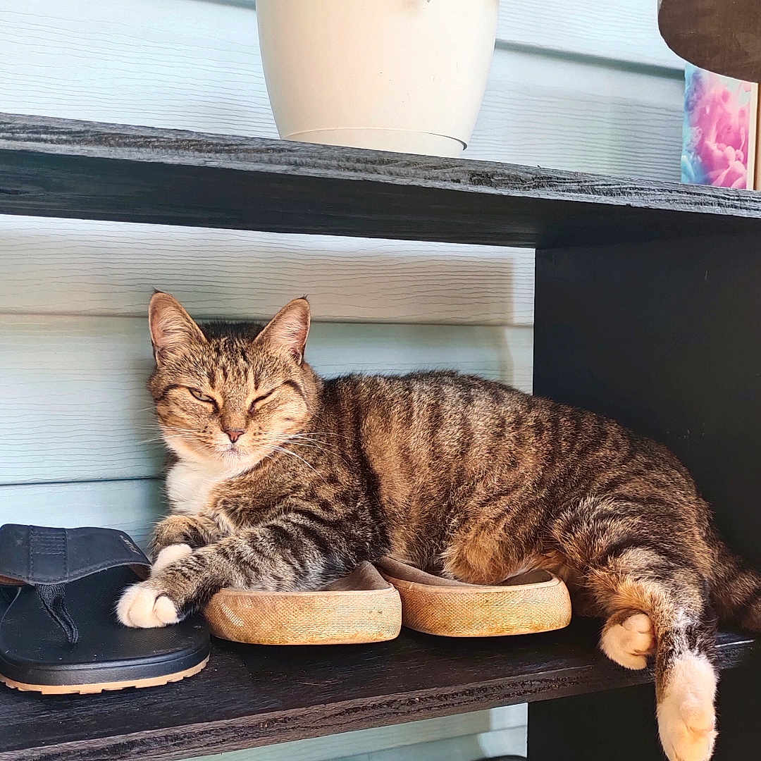 Miss Kittie is registered to the contest to win money with this photo: animal, cat, clothing, cookware, footwear, furniture, hardwood, indoors, interiordesign, kitten, pet, plant, pottedplant, sandal, shelf, shoe, table, window, windowsill, wood