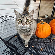 Shiloh joined the competition — help win amazing prizes! autumn, cat, curious, cute, deck, fall_decor, green_eyes, house_siding, long_hair, metal_chair, metal_table, outdoor, pet, porch, pumpkin, pumpkins, tabby_cat, tail, whiskers, window