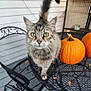 autumn, cat, curious, cute, deck, fall_decor, green_eyes, house_siding, long_hair, metal_chair, metal_table, outdoor, pet, porch, pumpkin, pumpkins, tabby_cat, tail, whiskers, window