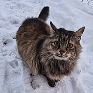 Shiloh is registered to the contest to win money with this photo: cat, tabby, snow, outdoor, animal, pet, fur, whiskers, winter, cold, curious, mammal, nature, cute, fluffy, eyes, face, tail, ground, feline