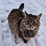 cat, tabby, snow, outdoor, animal, pet, fur, whiskers, winter, cold, curious, mammal, nature, cute, fluffy, eyes, face, tail, ground, feline
