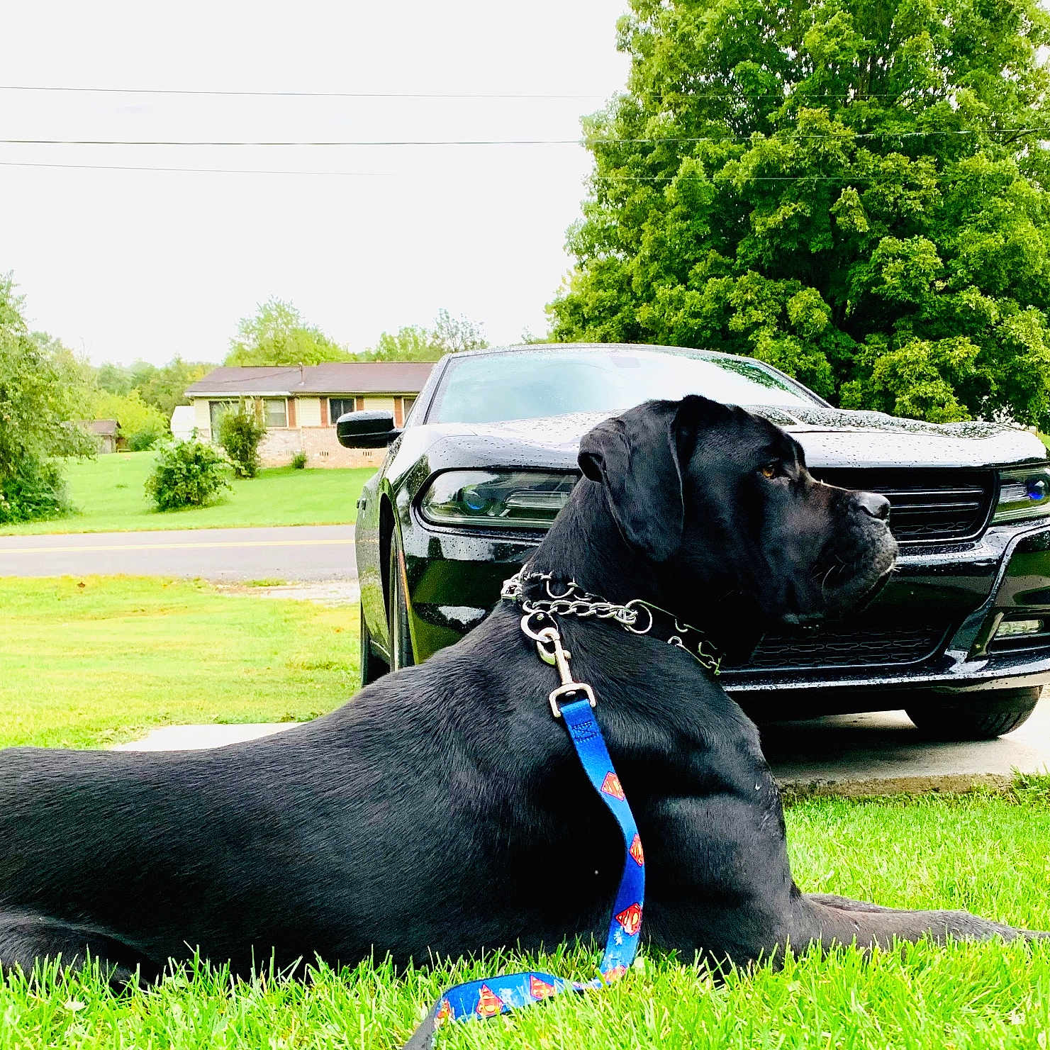 Zeus is registered to the contest to win money with this photo: animal, black_car, black_dog, canine, car, collar, daytime, dog, grass, house, leash, nature, outdoor, pet, quiet, residential, road, side_profile, superman_logo, tree