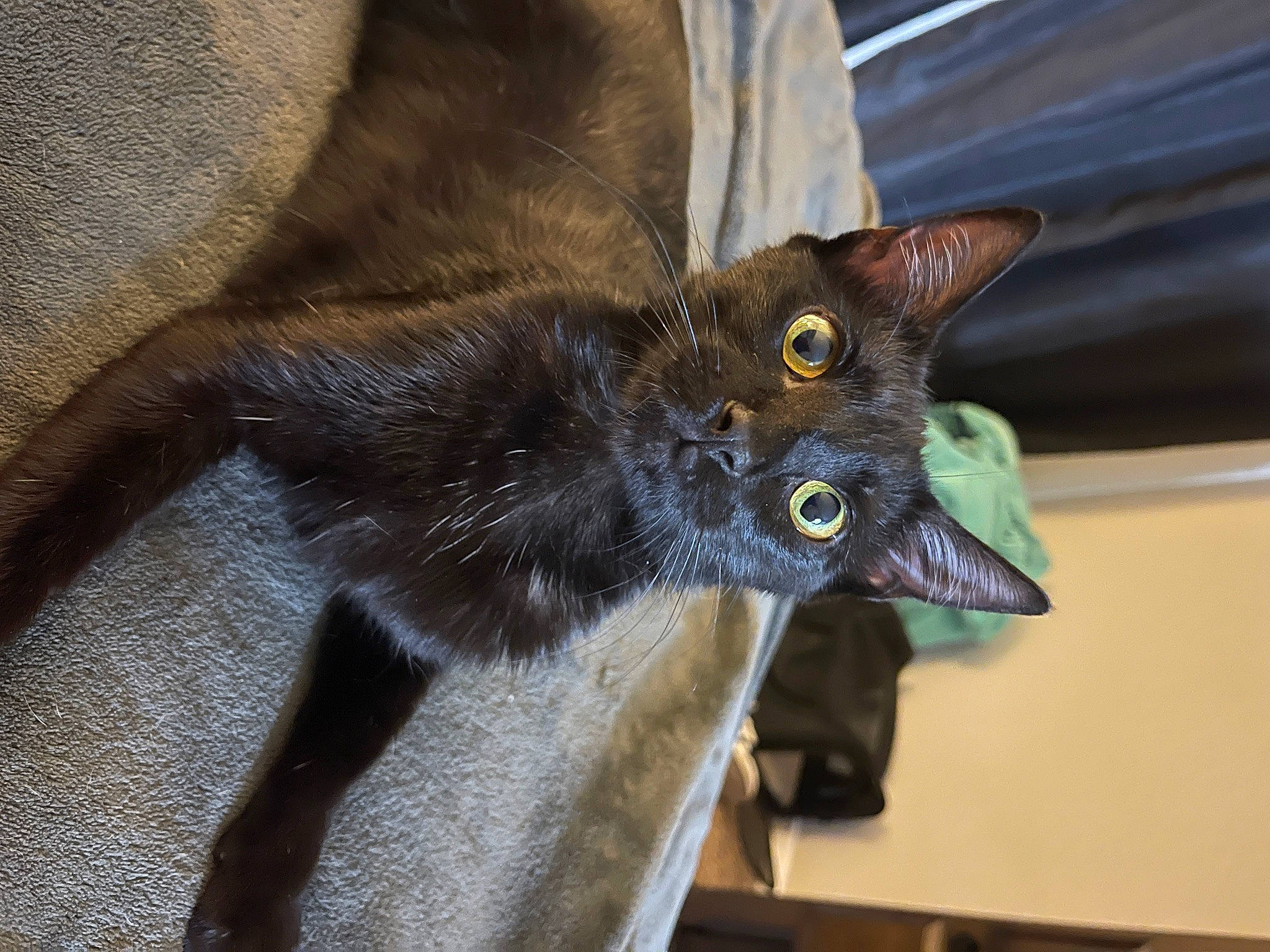 Sabrina joined the competition — help win amazing prizes! black_cat, bombay, carnivore, cat, claw, domestic_short_haired_cat, ear, felidae, fur, gesture, havana_brown, korat, small_to_medium_sized_cats, snout, tail, whiskers, window