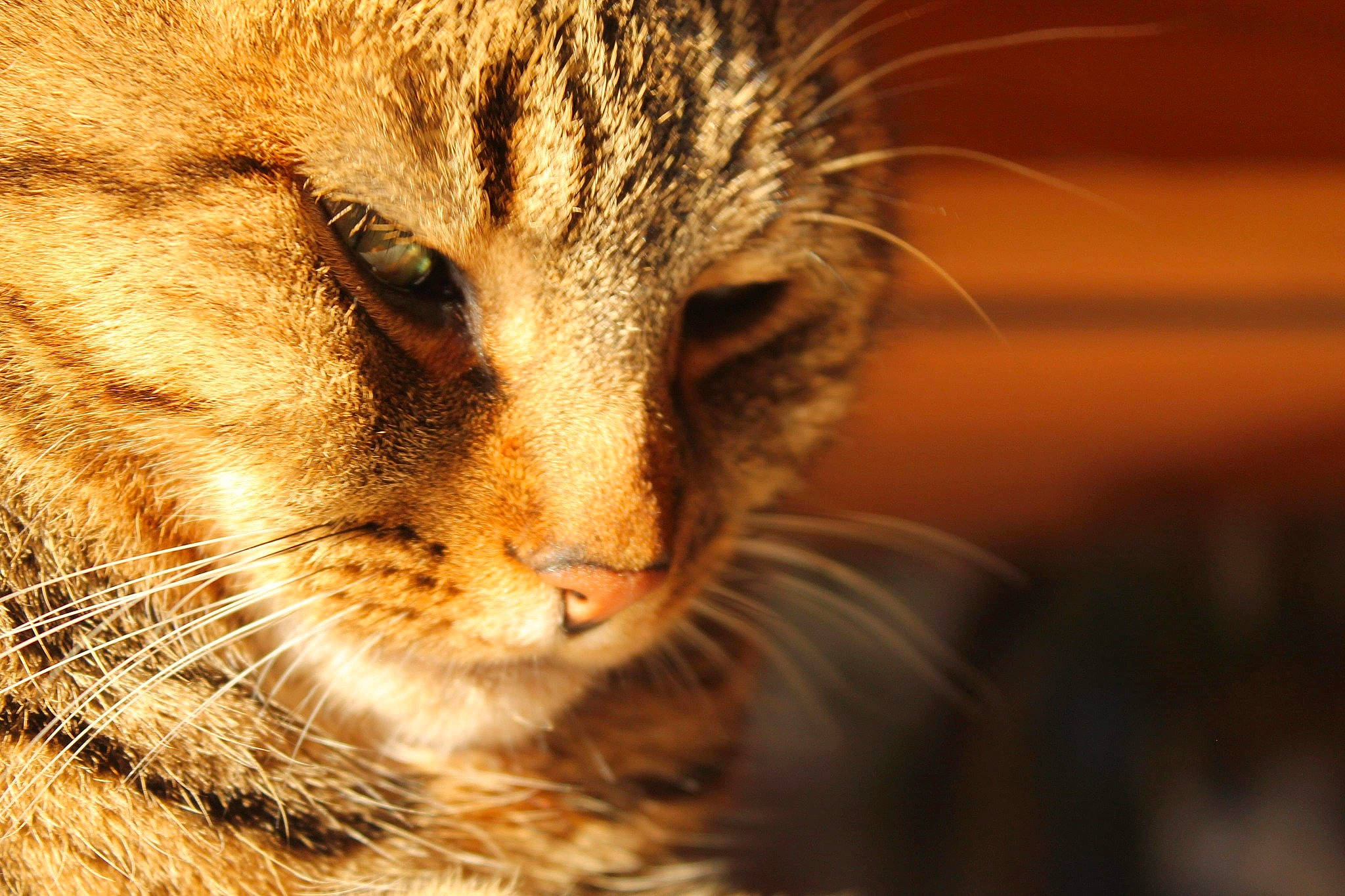 Mon Chat a rejoint le concours — aidez-le/la à gagner de superbes lots ! aegean_cat, asian, bengal, carnivore, cat, close_up, domestic_short_haired_cat, european_shorthair, eye, felidae, fur, mammal, nose, ocicat, small_to_medium_sized_cats, snout, tabby_cat, whiskers, wild_cat, wildlife