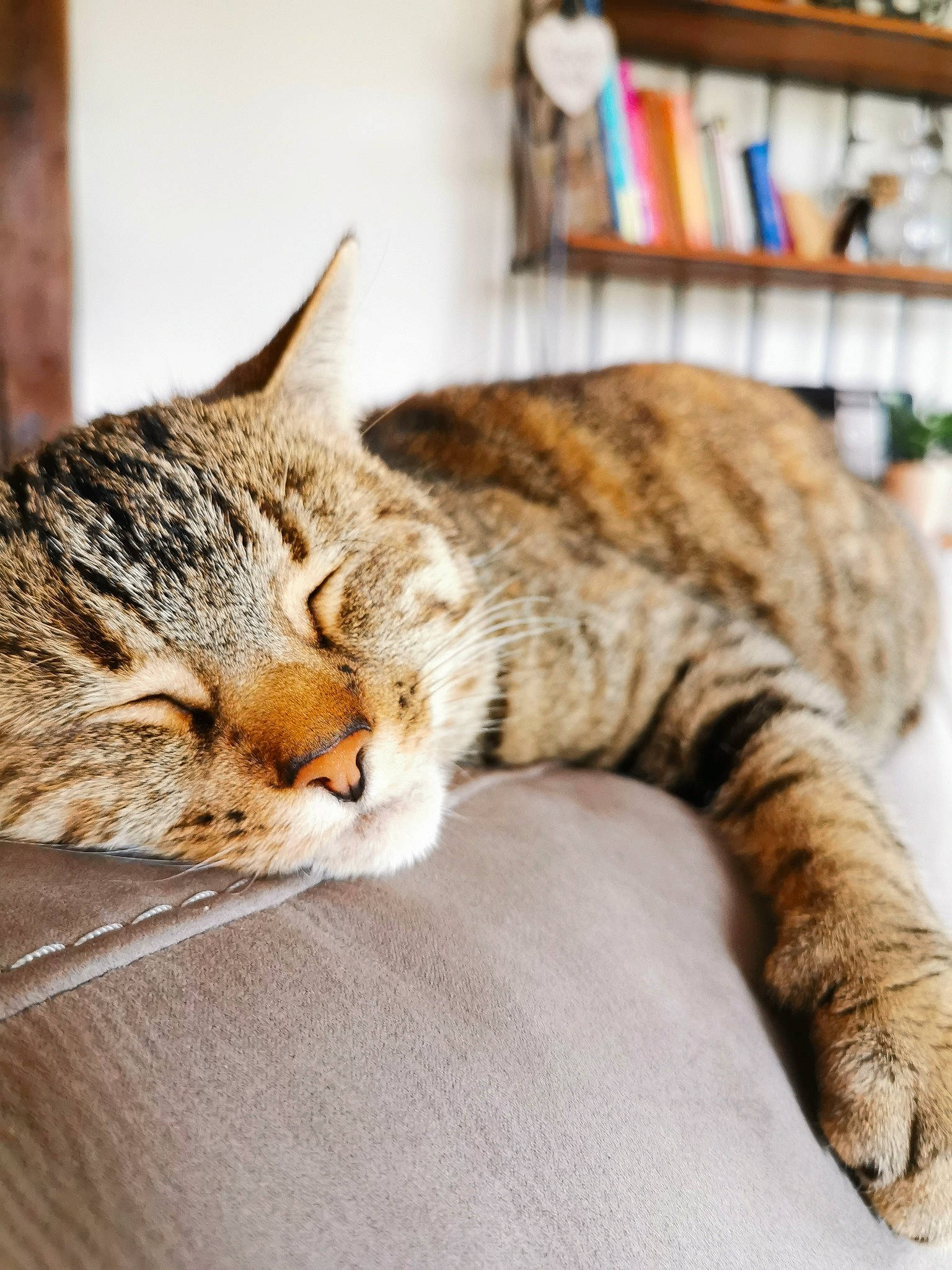 Mon Chat participe au concours pour gagner de l'argent avec cette photo : aegean_cat, asian, california_spangled, carnivore, cat, domestic_short_haired_cat, dragon_li, european_shorthair, felidae, fur, kitten, nap, pixie_bob, sleep, small_to_medium_sized_cats, snout, tabby_cat, toyger, whiskers, wild_cat