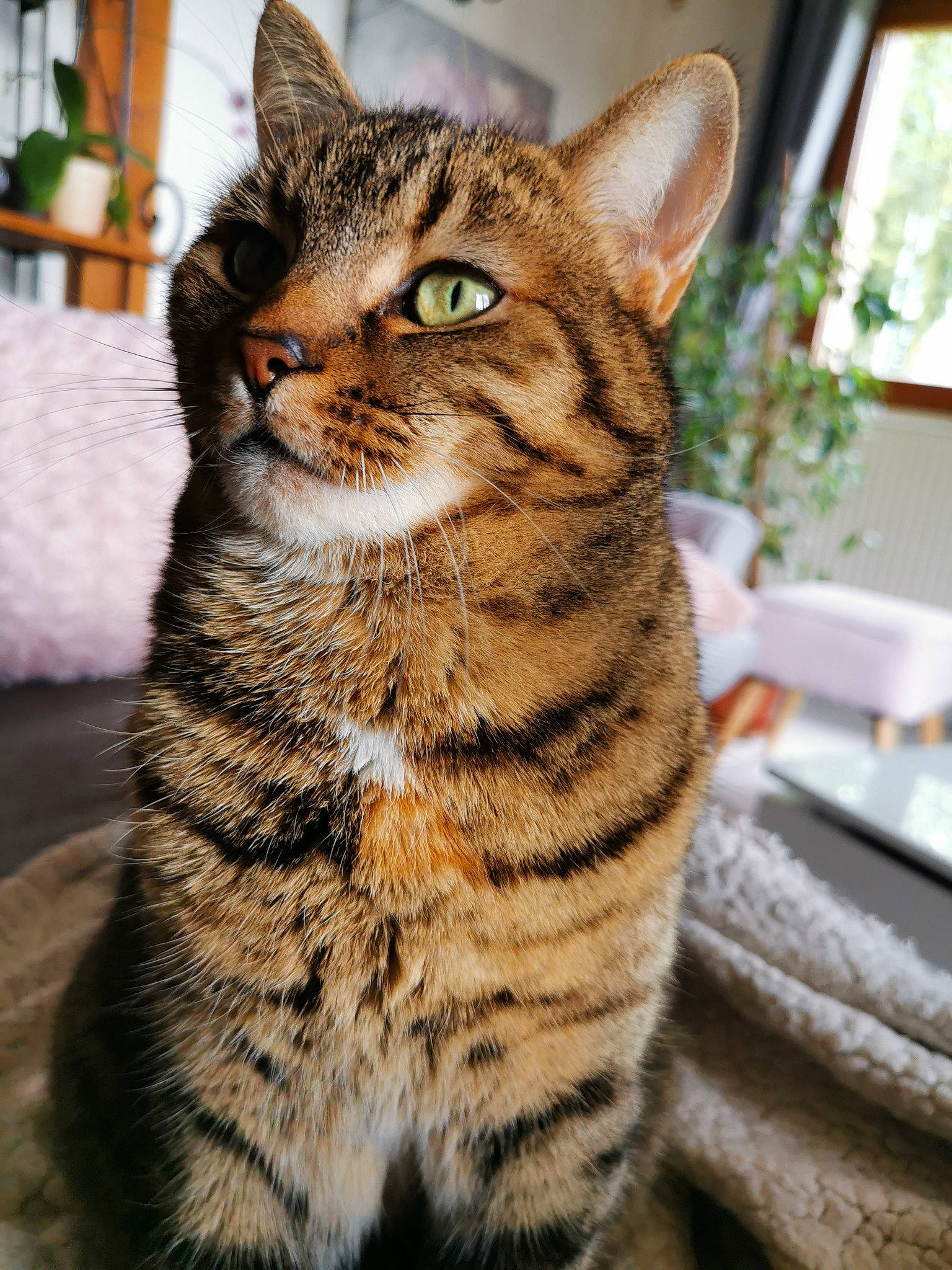 Mon Chat participe au concours pour gagner de l'argent avec cette photo : aegean_cat, american_shorthair, american_wirehair, asian, california_spangled, carnivore, cat, domestic_short_haired_cat, dragon_li, european_shorthair, felidae, mammal, pixie_bob, small_to_medium_sized_cats, snout, sokoke, tabby_cat, toyger, vertebrate, whiskers