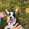 Missi joined the competition — help win amazing prizes! puppy, dog, grass, outdoor, lying_down, black_and_white, happy, smiling, open_mouth, pink_bow, collar, pet, animal, close_up, portrait, human_hand, belly_rub, grassland, sunlight, playful