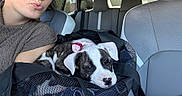 Missi joined the competition — help win amazing prizes! puppy, dog, person, selfie, car, vehicle, pet_carrier, mesh_bag, road_trip, seated, face, kissy_face, sleepy, brindle, white_and_brown, collar, bow, animal, indoors, portrait