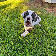 Missi is registered to the contest to win money with this photo: puppy, dog, black_and_white, grass, backyard, outdoors, portrait, close_up, sitting, lying_down, open_mouth, playful, cute, animal, pet, sunlight, sunset, house, lawn, garden