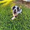 puppy, dog, black_and_white, grass, backyard, outdoors, portrait, close_up, sitting, lying_down, open_mouth, playful, cute, animal, pet, sunlight, sunset, house, lawn, garden