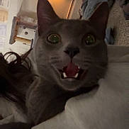 Ashy joined the competition — help win amazing prizes! animal, arm, carpet, cat, closeup, cozy, cute, furniture, gray_cat, holding, home, indoor, lamp, open_mouth, person, pet, sleeve, surprised, teeth, wide_eyes