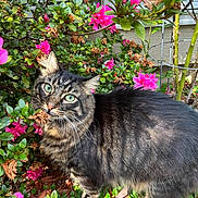 Milo is registered to the contest to win money with this photo: animal, bush, cat, closeup, curious, flora, flowers, fur, garden, green_eyes, greenery, leaves, nature, outdoor, pet, pink_flowers, plants, sunlight, tabby, whiskers