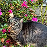 animal, bush, cat, closeup, curious, flora, flowers, fur, garden, green_eyes, greenery, leaves, nature, outdoor, pet, pink_flowers, plants, sunlight, tabby, whiskers