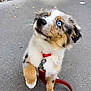 Lili participe au concours pour gagner de l'argent avec cette photo : adorable, animal, blue_eyes, cute, dog, ears, fluffy, fur, leash, looking_up, outdoor, paw, pet, playful, puppy, red_collar, sidewalk, snout, walking, young_dog