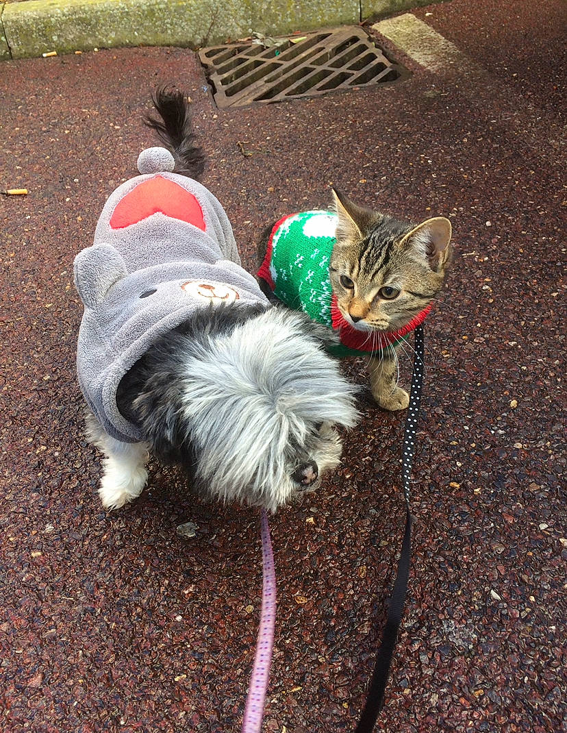 Belle is registered to the contest to win money with this photo: asphalt, carnivore, cat, companion_dog, dog, dog_breed, dog_clothes, dog_supply, fawn, felidae, grass, leash, road_surface, sidewalk, small_to_medium_sized_cats, snout, sporting_group, tail, toy_dog, whiskers