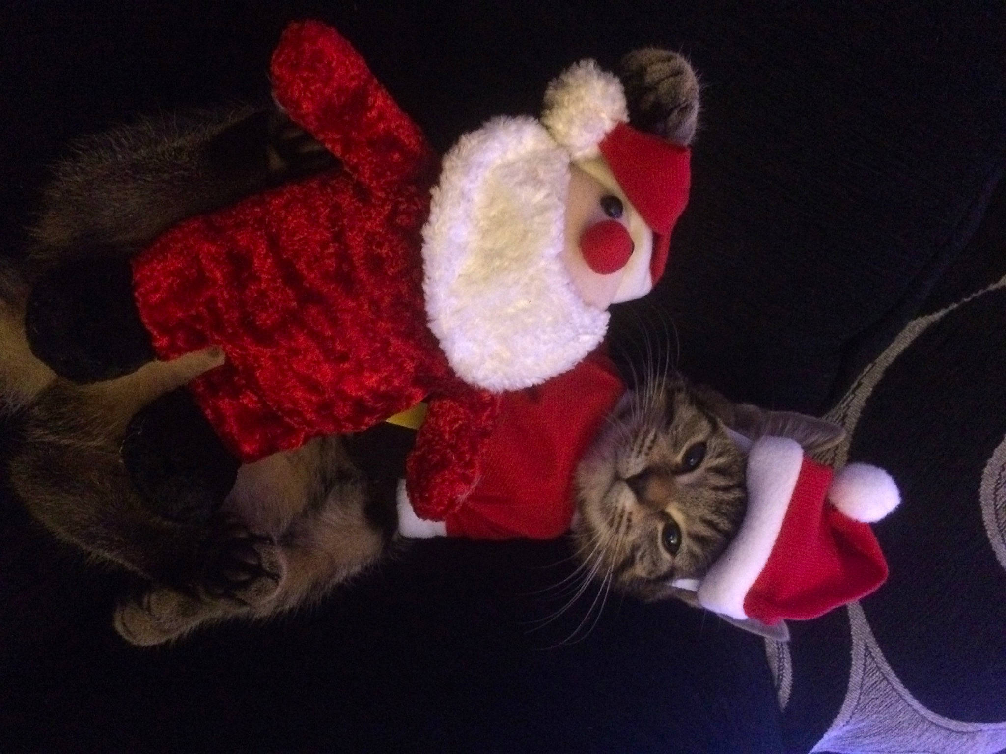 Belle is registered to the contest to win money with this photo: baby_toys, cap, carmine, costume_hat, event, fawn, felidae, fur, hat, magenta, plant, plush, primate, small_to_medium_sized_cats, stuffed_toy, tail, teddy_bear, thread, toy, wool